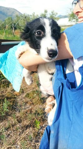 Golia cucciolo mix pastore australiano border collie - Foto 3