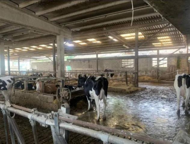 Immobile in asta di 1246 m² in vendita a Campiglia dei Berici - Foto 10