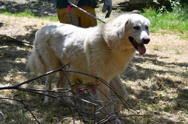 ACHILLE E SPARTACO, splendidi maremmani - Foto 4
