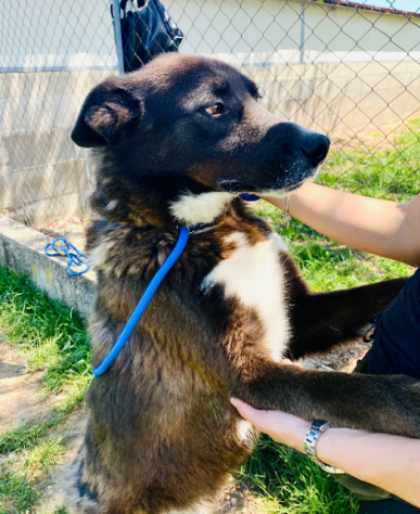 CANE IN ADOZIONE: ZAMPA BIANCA e i suoi calzini. - Foto 9