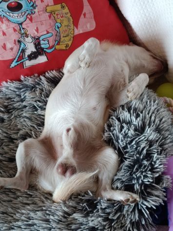 Chihuahua cerca cagnolina - Foto 5