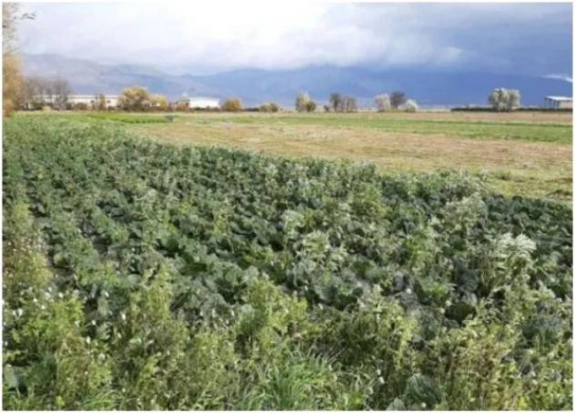 Immobile in asta di 8768 m² in vendita a Avezzano - Foto 3
