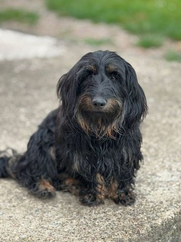 AFRA, baffona simpaticissima e tanto dolce! TG PICCOLA!