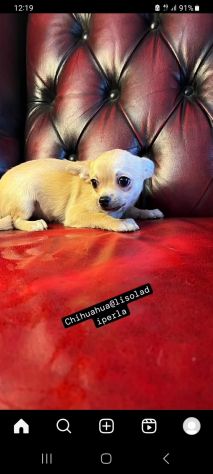 Cuccioli di chihuahua Maschio - Foto 2