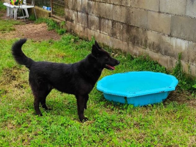 CAGNOLINO IN ADOZIONE: LUPO ALBERTO - Foto 2