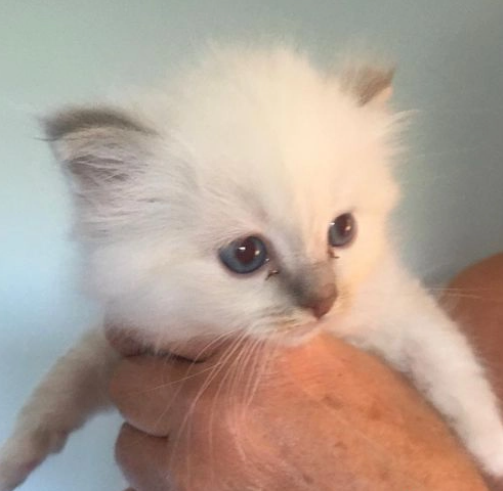 Bellissimi gattini sacro di Birmania