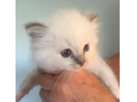 Bellissimi gattini sacro di Birmania