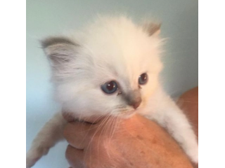 Bellissimi gattini sacro di Birmania