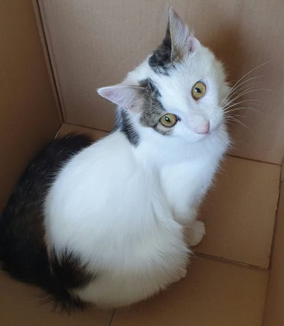 Principe, gatto delizioso - Foto 4