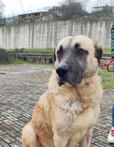 Hulk: gigante buono educato e coccolone - Foto 5