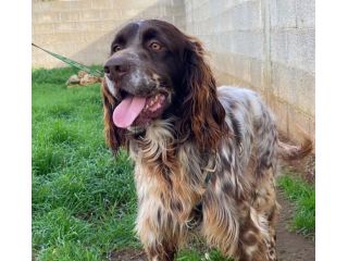 Zefiro il cane in canile che aspetta la sua famiglia