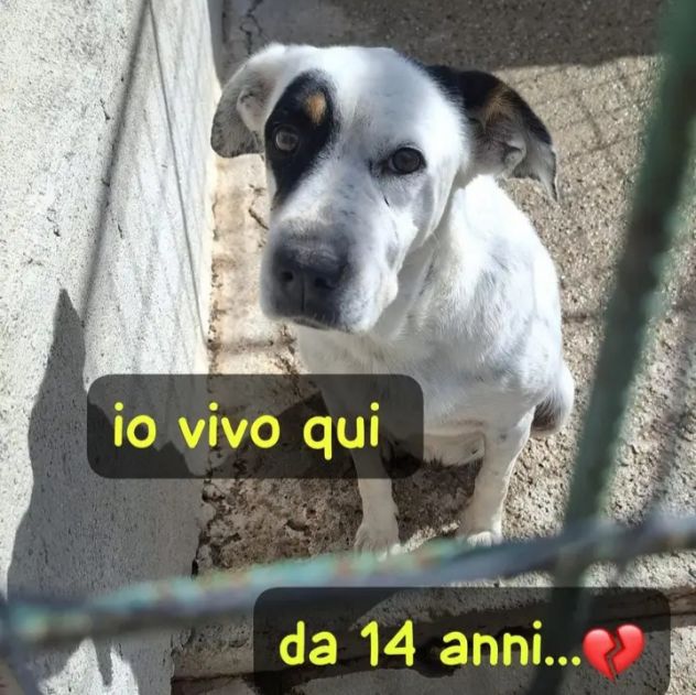 Fiorella 14ANNI TUTTI DI CANILE! AIUTO X LEI.CALABRIA