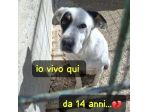 Fiorella 14ANNI TUTTI DI CANILE! AIUTO X LEI.CALABRIA
