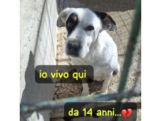 Fiorella 14ANNI TUTTI DI CANILE! AIUTO X LEI.CALABRIA