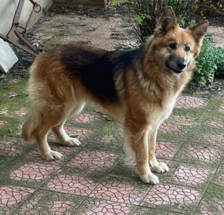 LAICA 3 ANNI SIMIL PASTORE TEDESCO PELO LUNGO STA SEMPRE SOLA LEGATA IN CAMPAGNA
