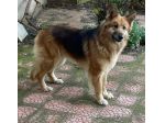 LAICA 3 ANNI SIMIL PASTORE TEDESCO PELO LUNGO STA SEMPRE SOLA LEGATA IN CAMPAGNA