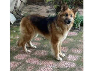 LAICA 3 ANNI SIMIL PASTORE TEDESCO PELO LUNGO STA SEMPRE SOLA LEGATA IN CAMPAGNA