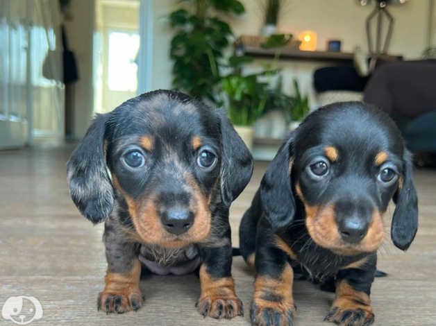 Bellissimi Cuccioli di Bassotto