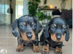 Bellissimi Cuccioli di Bassotto