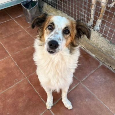 WOLF ADORABILE CANE IN ADOZIONE - Foto 3