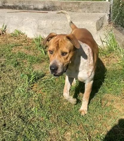 CASPER TRASFERITO E DIMENTICATO; CANE IN ADOZIONE - Foto 2