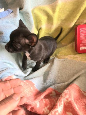 Cuccioli chihuahua mini. - Foto 2