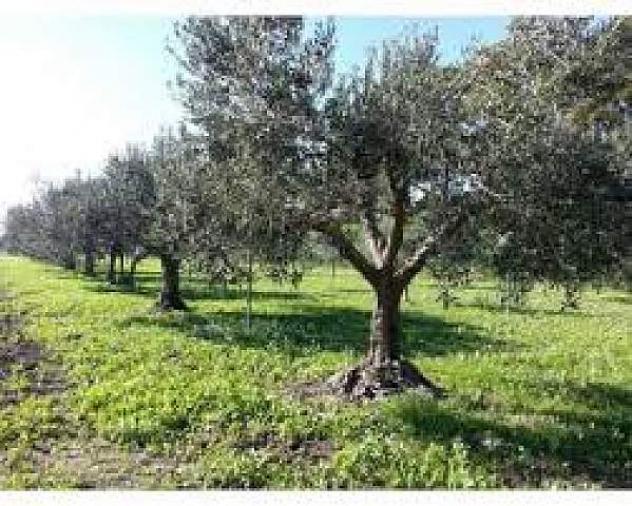 Terreno agricolo in vendita a San Giovanni Alla Vena - Vicopisano 9500 mq  Rif: 5189