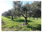 Terreno agricolo in vendita a San Giovanni Alla Vena - Vicopisano 9500 mq   &hellip;