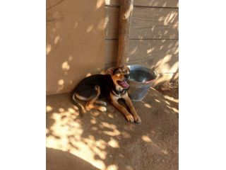 Hurrà cagnolina in adozione