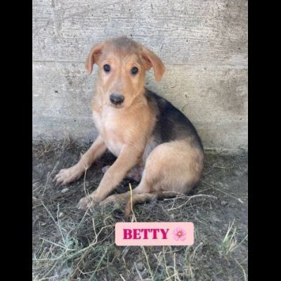 BETTY FRED BARNEY WILMA CIOTTOLINA TENERISSIMI CUCCIOLI IN ADOZIONE - Foto 4