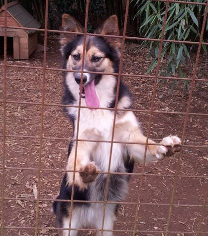 SISSY, stupenda cucciola speciale - Foto 10