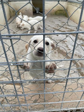 CUCCIOLI 2 MESI SIMIL LABRADOR taglia media - Foto 10