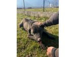 CANE IN ADOZIONE: LEO dolce carbonello