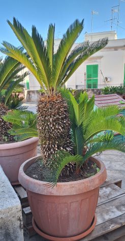 Cycas affare - Foto 9