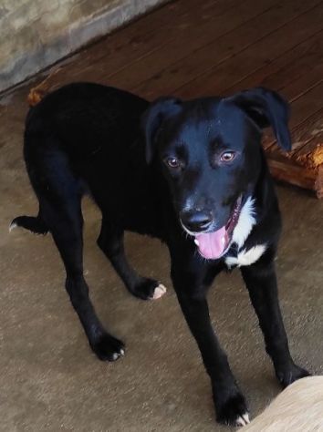 CAGNOLINO IN ADOZIONE: RAOUL, tenerissimo,mix labrador, taglia medio contenuta.