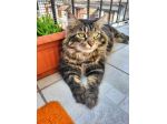 REGALO GATTO SIMILE AL NORVEGESE