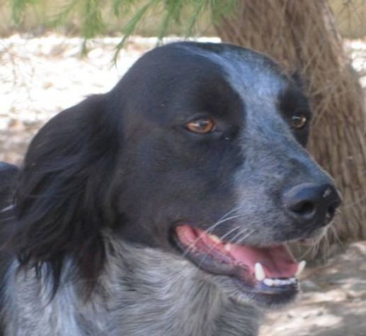 ALBERTINO, dolcissimo cagnolino - Foto 2