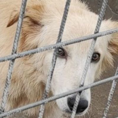 CECCO TENERO E GIOVIALE CAGNOLINO IN ADOZIONE