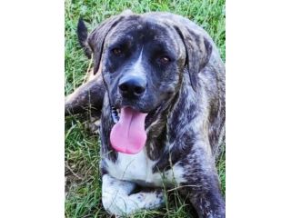 CANE IN ADOZIONE: ZENO, nato a marzo 2022