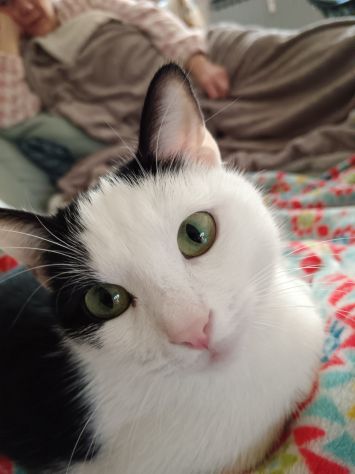 Cat sitter