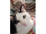 Cat sitter