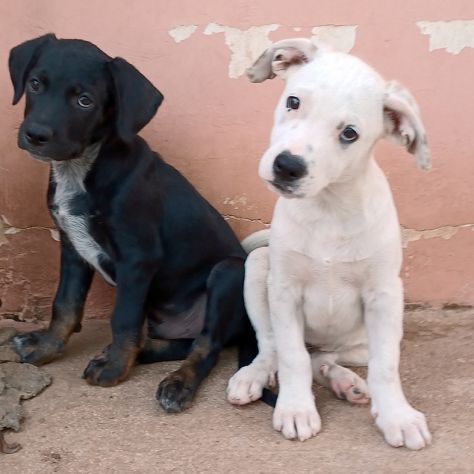Milo e Ricky dolcissimi cuccioli in adozione - Foto 2