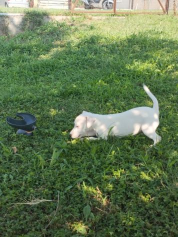 JACK RUSSELL CUCCIOLI