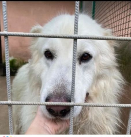 Mozart 3/4anni SPARIRÀ IN 1LAGER! URGENTE ROMA