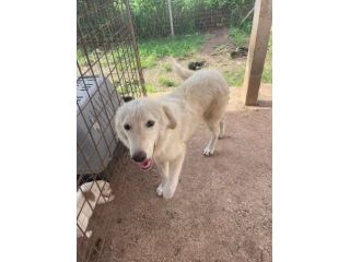 Pandino cucciolo