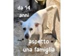 BRICIOLA 14 ANNI 15 kg circa