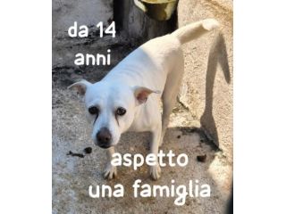 BRICIOLA 14 ANNI 15 kg circa