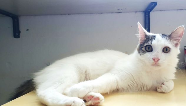 Principe, gatto delizioso - Foto 5