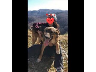 ERCOLE DIMENTICATO TRA I TANTI,  CANE IN ADOZIONE