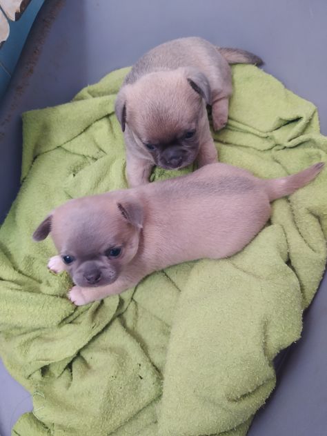 Chihuahua cucciole femmine - Foto 3